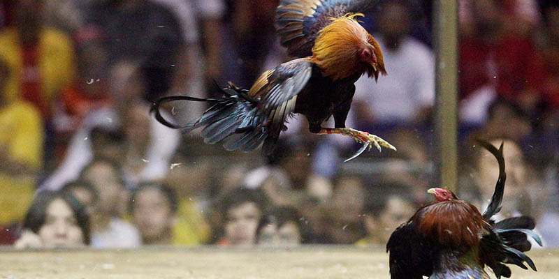 Đá Gà Tre Casino - Đặc Điểm Nhận Dạng Siêu Gà Tre 4 Cách phát hiện gà chọi hay để đặt cược đá gà tre casino