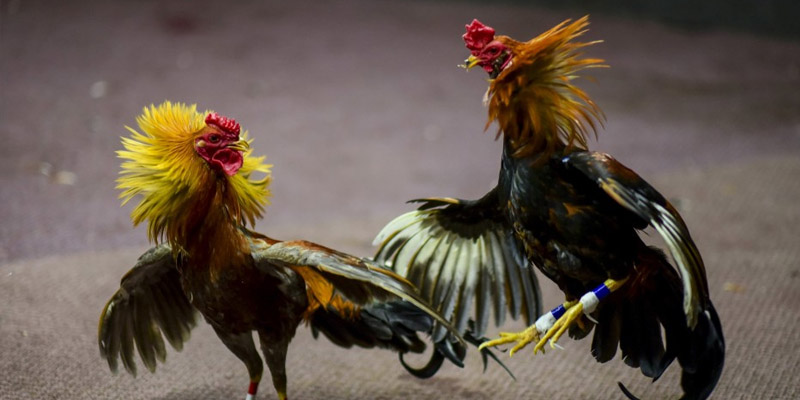 Đá Gà Tre Casino - Đặc Điểm Nhận Dạng Siêu Gà Tre 7 Cách nhận biết đặc điểm dòng gà tốt để tham gia đá gà tre casino