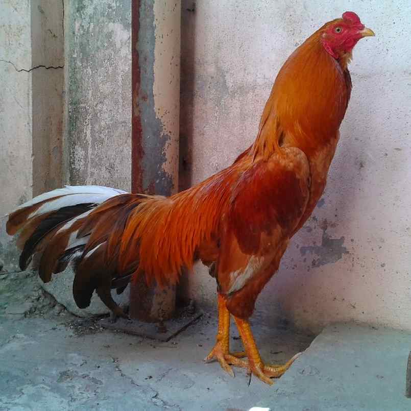 Đá gà cựa sắt là gì? Cá cược đá gà cựa sắt thế nào hiệu quả? 3 Tiêu chí chọn dòng phù hợp cho đá gà cựa sắt