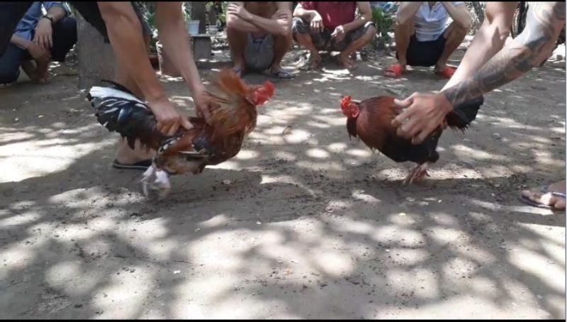 Tiêu chí để lựa chọn gà chiến chuẩn nhất 