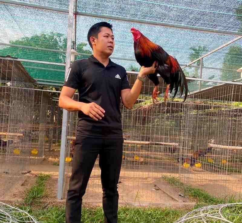 Trại gà chiến Hưng Cần Thơ