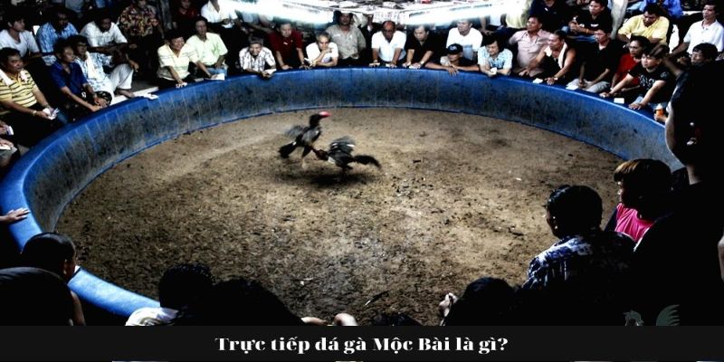 Đá Gà Mộc Bài - Trải Nghiệm Đặc Biệt Chơi Chọi Gà Có 1 0 2 5 Đá gà Mộc Bài là gì?