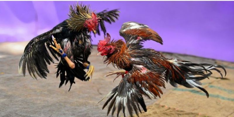 Đấu gà trực tiếp Casino Mộc Bài