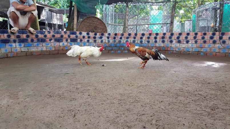 Đá gà Mỹ - Xem Đá gà Mỹ Các Dòng Cực Hấp Dẫn 3 Tất thảy những điều nên biết về bộ môn đá gà Mỹ