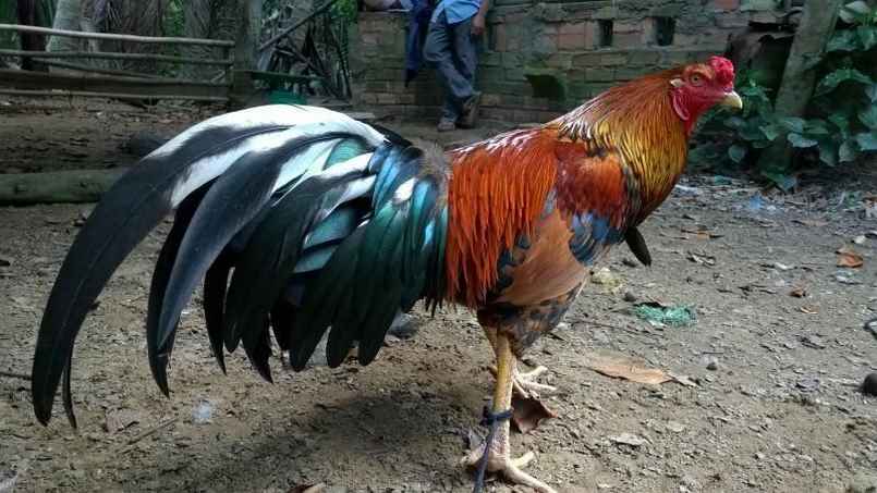 Đá gà Mỹ - Xem Đá gà Mỹ Các Dòng Cực Hấp Dẫn 3 Dòng gà Mỹ được ưa chuộng tại Việt Nam