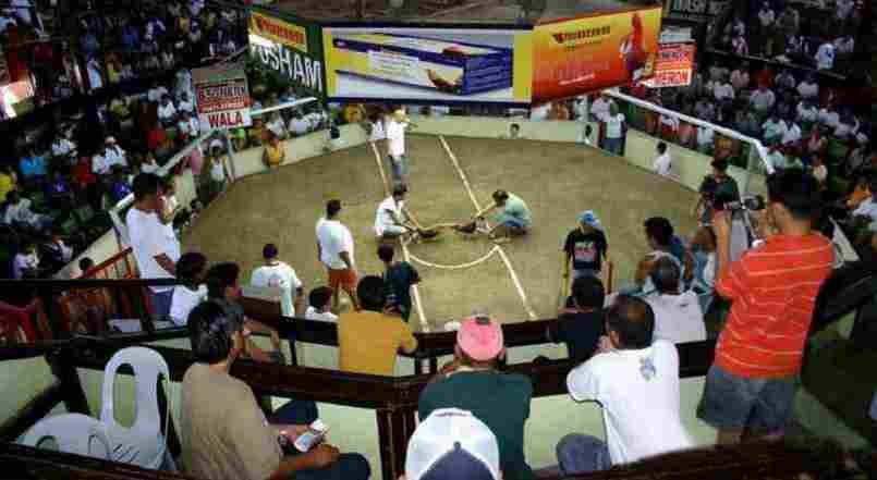 Đá gà thomo – Kịch tính cuộc chiến các chiến kê mạnh nhất 3 Không khí nhộn nhịp và kịch tính tại một trận đấu tại đá gà thomo