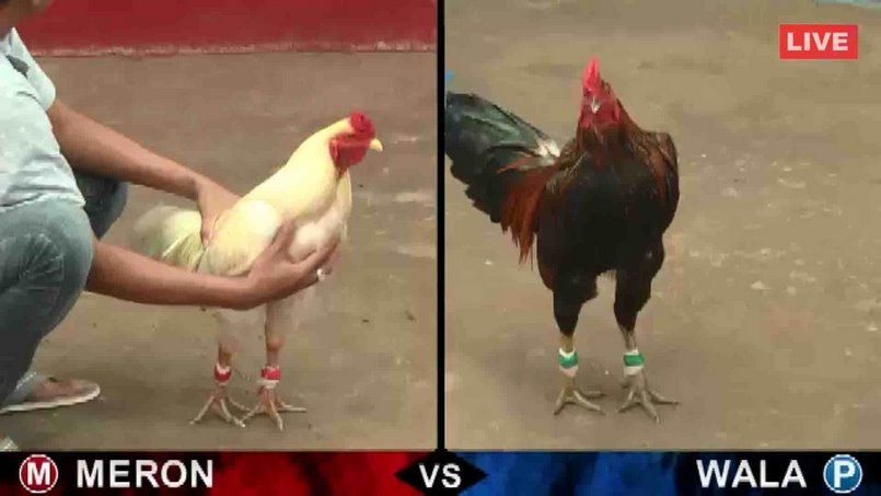 Đá gà thomo – Kịch tính cuộc chiến các chiến kê mạnh nhất 4 Tính chiến đấu cao của các chiến kê mạnh mẽ trận đá gà thomo trực tuyến