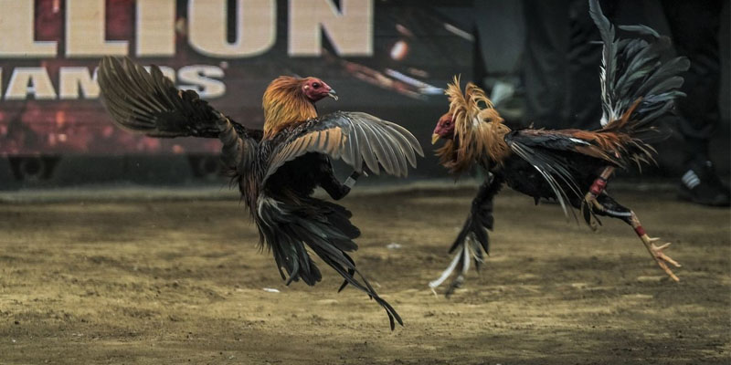 Đá Gà Tre Casino - Đặc Điểm Nhận Dạng Siêu Gà Tre 2 Đá gà tre casino là gì?