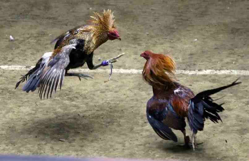 Đá gà trực tiếp – Tổng hợp các chuyển mục đá gà hấp dẫn nhất 3 Đây là trường đấu có quy mô lớn tại Campuchia