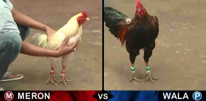 Đá gà trực tiếp Campuchia thu hút hàng triệu cược thủ 3 Các bước tham gia chơi đá gà đơn giản dễ dàng và nhanh chóng