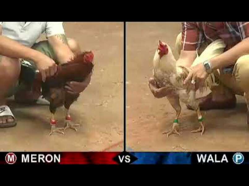 Đá gà trực tiếp hôm nay có gì? Tham gia chơi ra sao? 1 Đá gà trực tiếp hôm nay là hình thức cược hấp dẫn thu hút