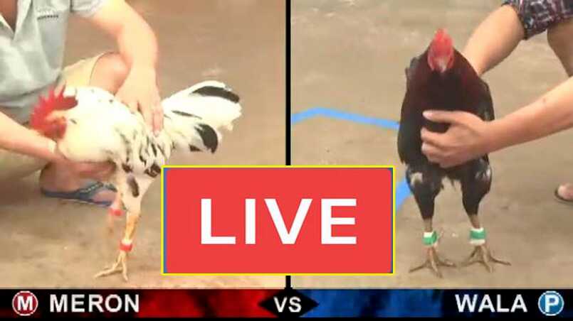 Đá gà trực tiếp hôm nay có gì? Tham gia chơi ra sao? 3 Đá gà trực tiếp hôm nay có kèo Campuchia và Philippines