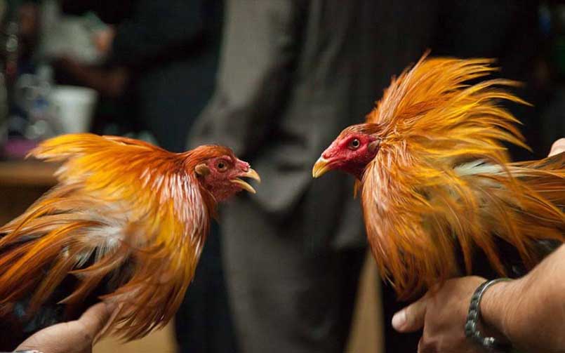 Đá gà trực tiếp thomo - Sân chơi cá cược đá gà uy tín số 1 10 Đá gà trực tiếp thomo và những điều bạn cần biết