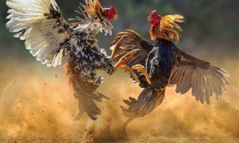 Đá gà trực tiếp Thomo có thực sự hấp dẫn người chơi? 2 Những thông tin chung giới thiệu về đá gà trực tiếp Thomo