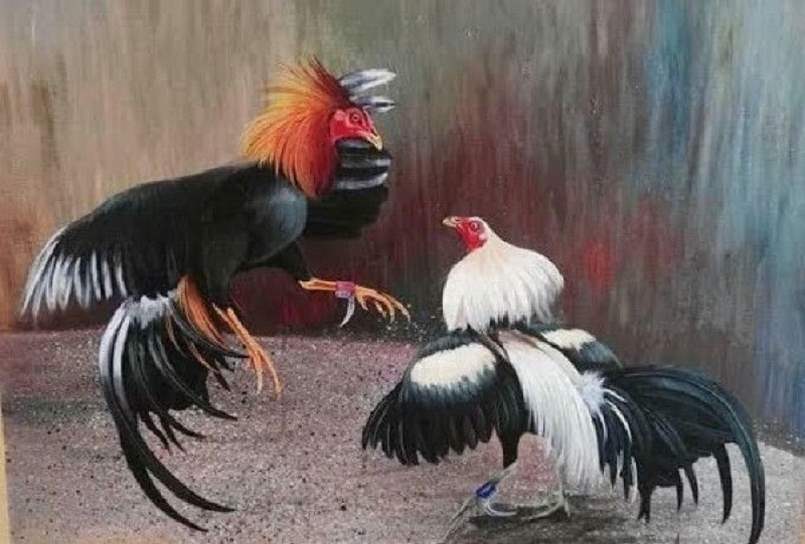 Đá gà trực tiếp Thomo có gì cuốn hút người chơi?