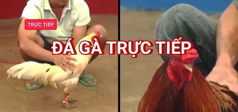 Những cửa cược có trong hình thức đá gà Campuchia bạn nên biết