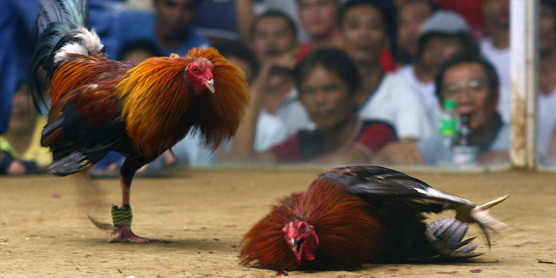 Những Điều Cần Biết Về Đá Gà Casino Cho Các Tân Thủ 4 Lợi ích của việc đá gà trong casino online