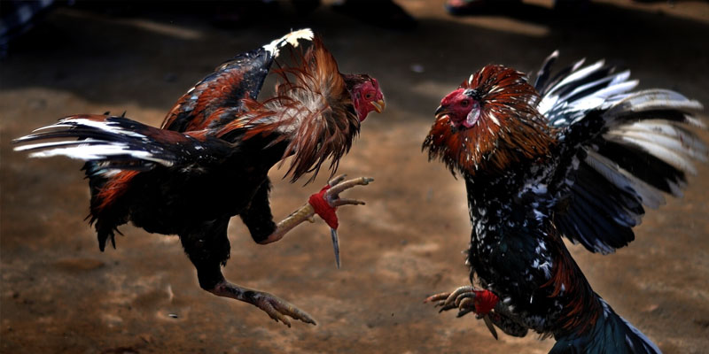 Những Điều Cần Biết Về Đá Gà Casino Cho Các Tân Thủ 3 Luật để chơi đá gà casino