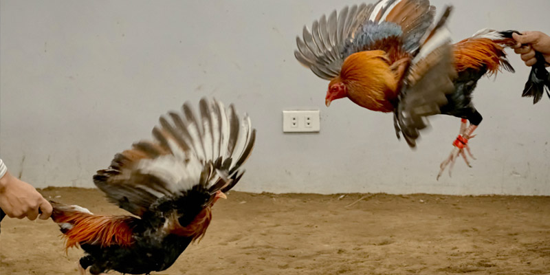 Những Điều Cần Biết Về Đá Gà Casino Cho Các Tân Thủ 5 Lưu ý để có thể chơi đá gà casino trực tuyến hiệu quả