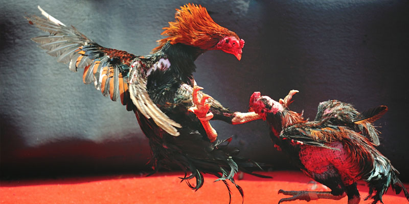 Đá Gà Tre Casino - Đặc Điểm Nhận Dạng Siêu Gà Tre 5 Tiêu chuẩn lựa chọn và huấn luyện kỹ năng cho gà tre