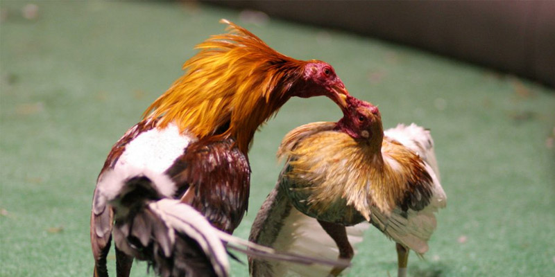 Trực Tiếp Đá Gà Casino Là Gì? Ưu Điểm Của Đá Gà Trực Tiếp 8 Đá gà casino trực tiếp là gì?