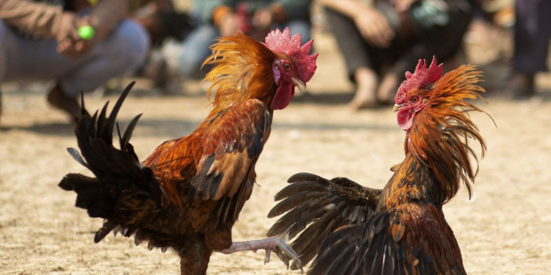 Xem và hiểu rõ tỷ lệ cược