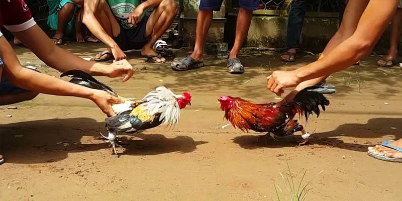 Thuận tiện cho việc xem chọi gà ở bất cứ đâu